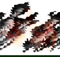 RAILED by Head First Acrobats - Foster Accommodation