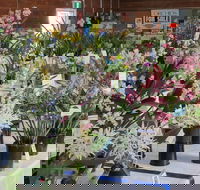 Sapphire Coast Orchid Club Spring Orchid Show - Foster Accommodation