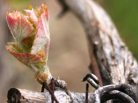 Spring Seasonal Lunch - Foster Accommodation 0