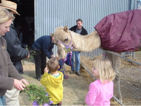 Wangaratta Show - Foster Accommodation 1