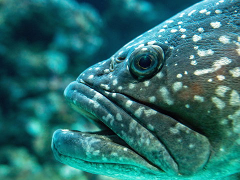 What Lurks Below - Foster Accommodation 0