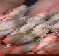 Armidale Farmers' Market - Foster Accommodation