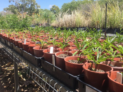 Conservation Volunteers Australia Townsville - Ocean View Nursery - Foster Accommodation 2