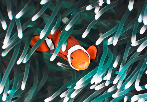 Great Barrier Reef Masters Games - Foster Accommodation 1