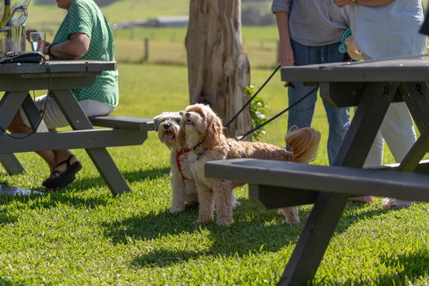 Live Music Sundays At Mountain Ridge Wines - Foster Accommodation 1