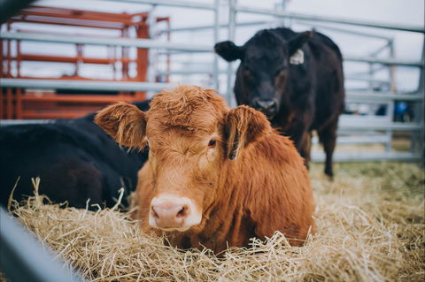 Mudgee Small Farm Field Days - Foster Accommodation 2