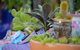 QCWA Sunday Markets Charters Towers - thumb 2