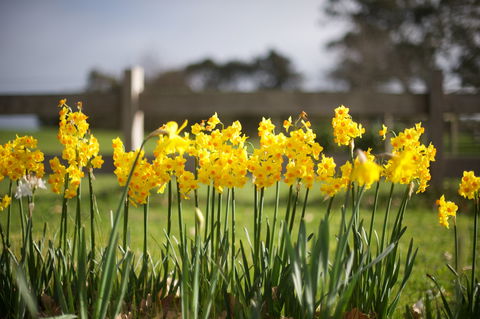 Sunday At Cruden Farm - Foster Accommodation 0