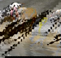Twilight Greyhound Racing - Foster Accommodation