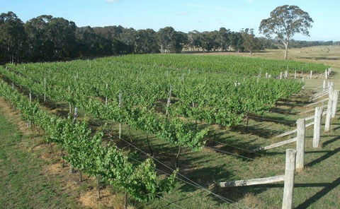 Yarralaw Springs Wines  - Cellar Door Wine Tasting - Foster Accommodation 1