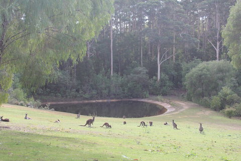 Marima Cottages - Foster Accommodation 7