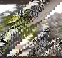 Best Western Sanctuary Inn - Foster Accommodation