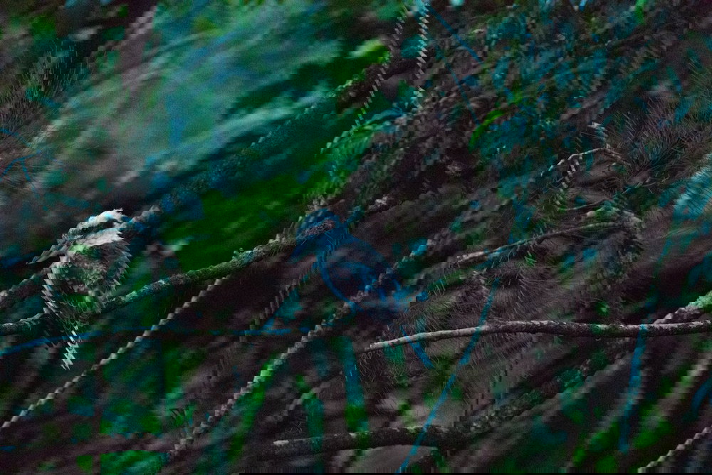  Foster Accommodation