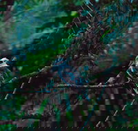 Broken River Mountain Resort - Foster Accommodation