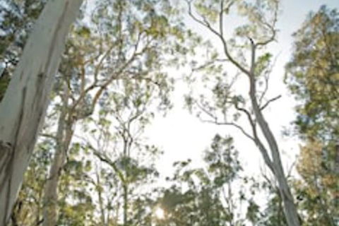 Paperbark Camp - Foster Accommodation 1