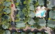 Palms City Resort - thumb 1