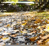 Cradle Forest Inn - Foster Accommodation