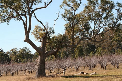 The Farmhouse At Blue Wren Wines - Foster Accommodation 1