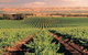 McLaren Vale Backpackers - thumb 5