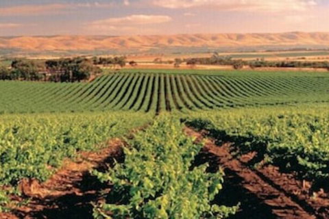 McLaren Vale Backpackers - Foster Accommodation 5
