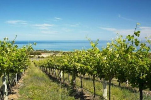 McLaren Vale Backpackers - Foster Accommodation 6