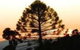 Bunya Mountains Accommodation Centre - thumb 5
