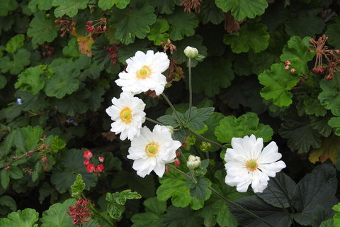 Barklysuites Apartments - Foster Accommodation 7