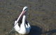 Moreton Bay Beach Lodge - thumb 4