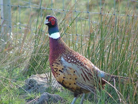 Baudins Accommodation - Foster Accommodation 6