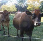 Drumreagh Bed  Breakfast Cabins - Foster Accommodation