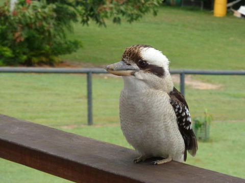 Eumundi Cottages Cottage 1 - Foster Accommodation 3