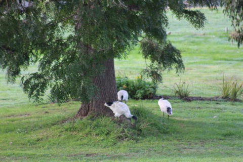 Nyora Lodge B & B - Foster Accommodation 3