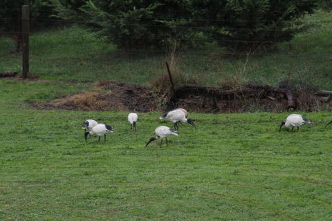 Nyora Lodge B & B - Foster Accommodation 2