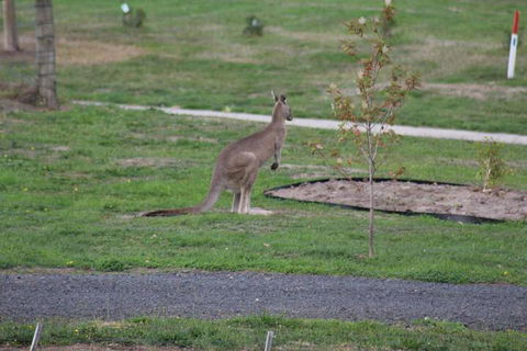 Nyora Lodge B & B - Foster Accommodation 7