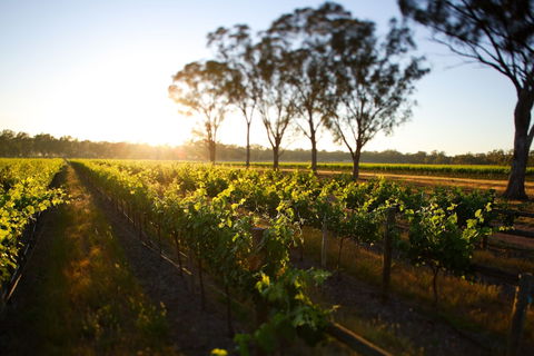 Balgownie Estate Winery Retreat & Restaurant - Foster Accommodation 6