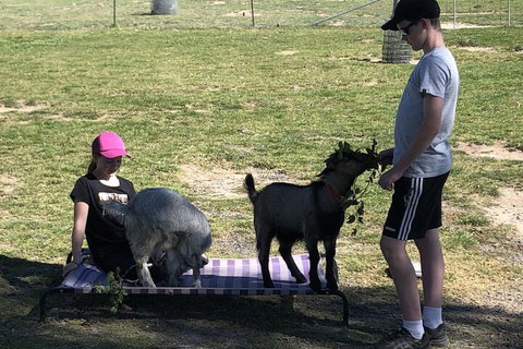 High Country Trail Rides & Farm Stay - Foster Accommodation 5