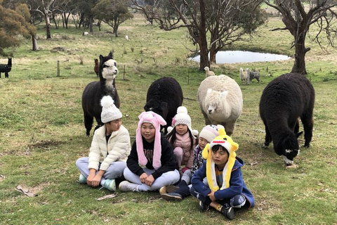 High Country Trail Rides & Farm Stay - Foster Accommodation 2