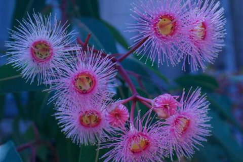 Brisbane Milton Bed & Breakfast - Foster Accommodation 4