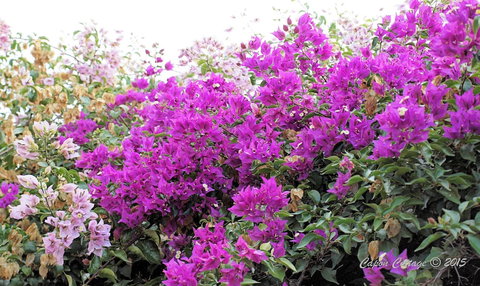 Capon Cottage - Foster Accommodation 2