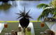 Alexander Lakeside Bed & Breakfast - thumb 0