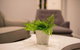 Astrina Garden View 2 Bedroom - thumb 6
