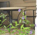 Amalie Cottage Waikerie Unit 1 - Foster Accommodation