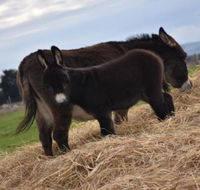 Malakai Farm Stay - Foster Accommodation