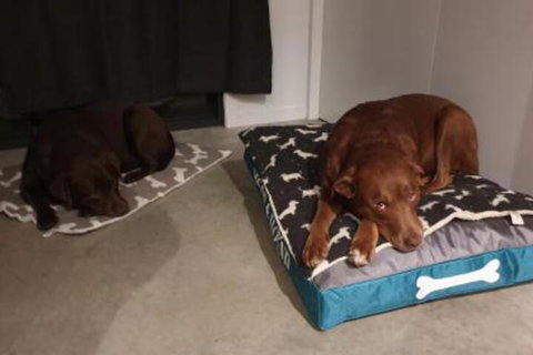 Hoof & Hound Country Escape - Foster Accommodation 2