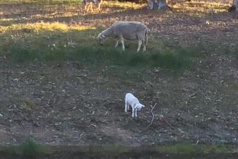 Tree Of Love Farm Stay - Foster Accommodation 5