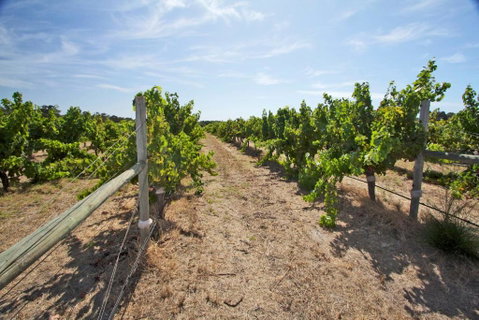 Vines & Stars - Foster Accommodation 3