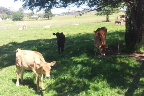 Appin Homestay B & B - Foster Accommodation 2