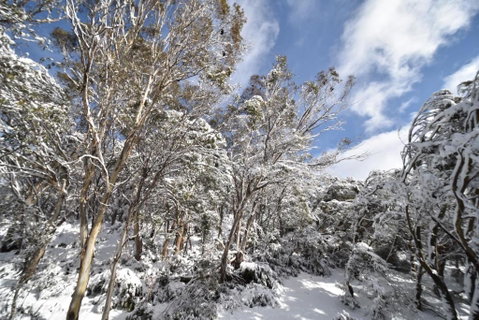 Mitta Mitta - Foster Accommodation 2