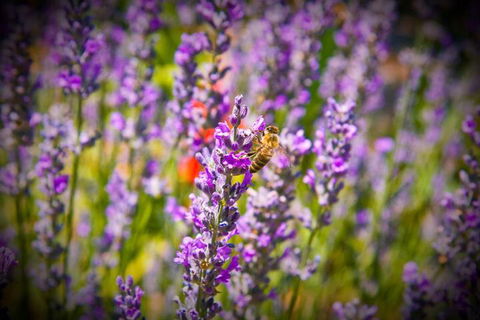 Brayfield Cottage - Foster Accommodation 6