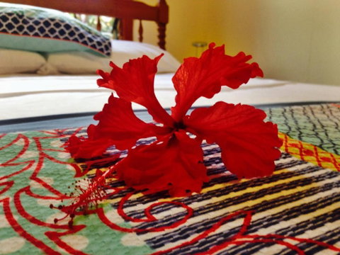Cow Bay Homestay B & B - Foster Accommodation 5